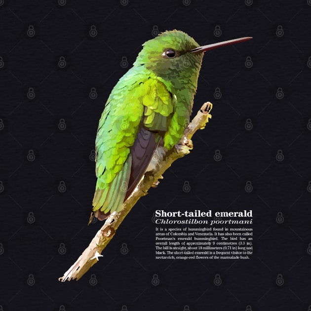 Short-tailed emerald hummingbird against the blue sky by Ornamentum